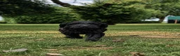 Kruising honden te koop: Labradoodle mini - Advertentie 2