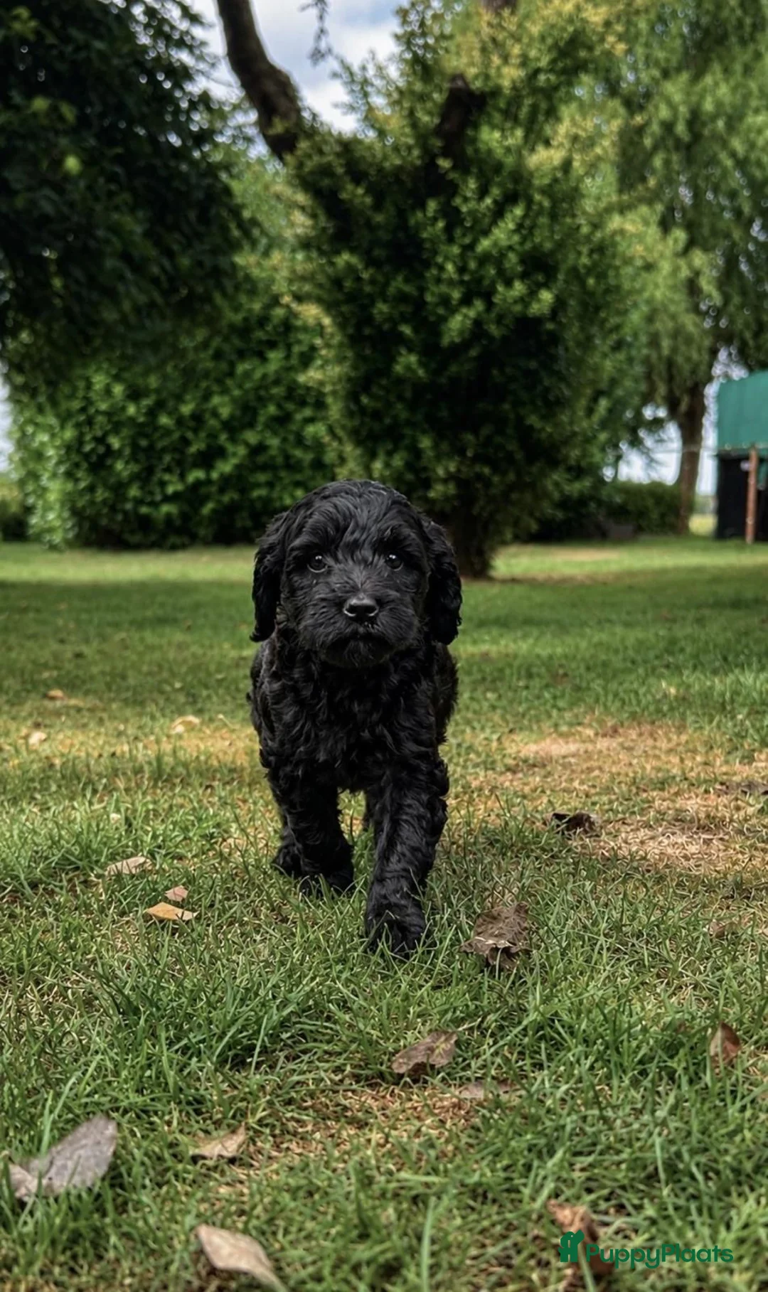 Kruising honden te koop: Labradoodle mini - Advertentie 2