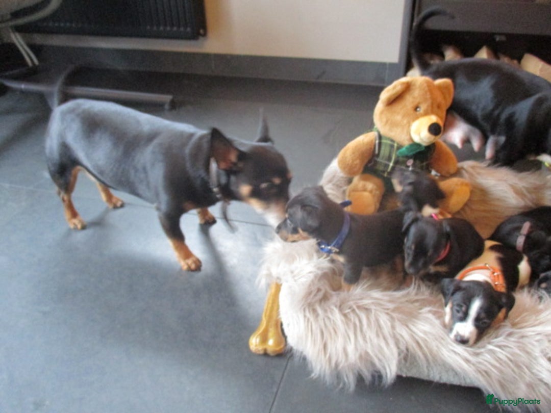 Jack Russel Terriër honden te koop: Jack  russel pups zoeken lief huis! nog 4 pups! - Advertentie 5