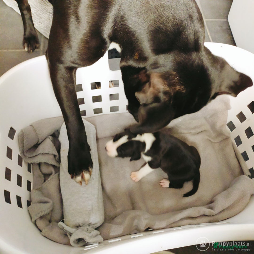 Engelse Stafford honden ter dekking: DekReu aangeboden Engelse stafford in Beerta - Advertentie 3