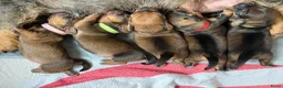 Ruwhaar Teckel honden te koop: Prachtige Ruwharige Teckel pups - Advertentie 18