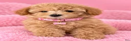 Maltipoo honden te koop: Prachtige maltipoo pups  - Advertentie 2