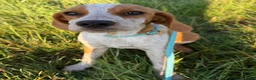 Duitse Staande Hond Draadhaar honden ter adoptie: Herbert - Advertentie 2
