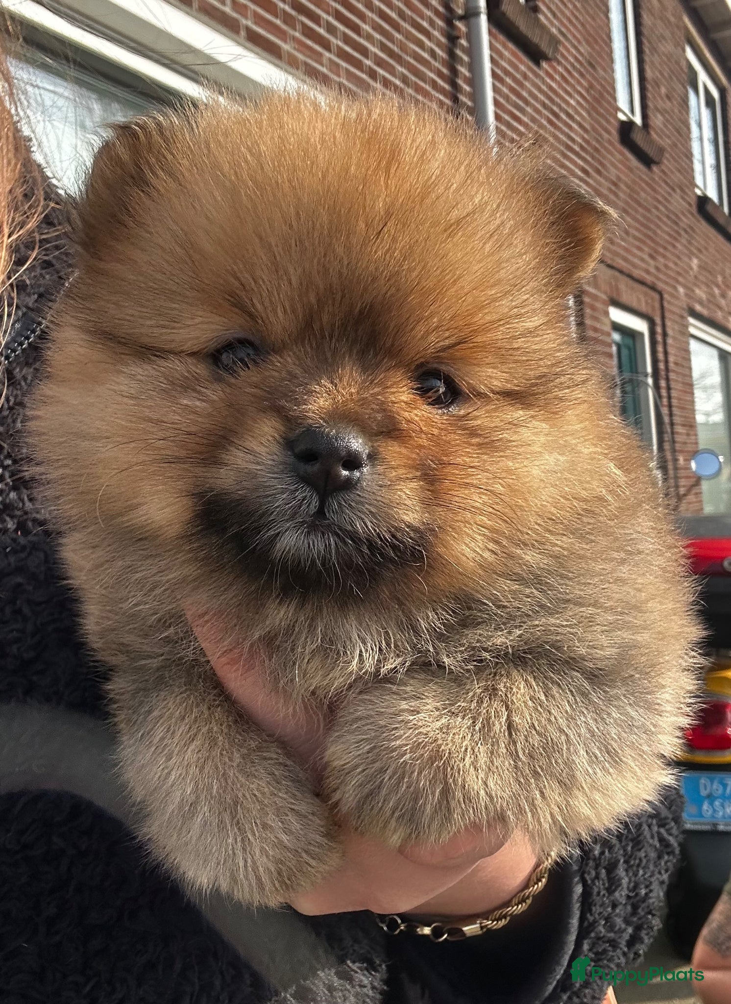 Pomeriaan honden   Pomeriaan teefje raszuiver ! - Advertentie 7