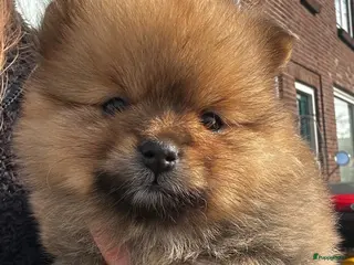 Pomeriaan honden Pomeriaan teefje raszuiver ! - Advertentie 7