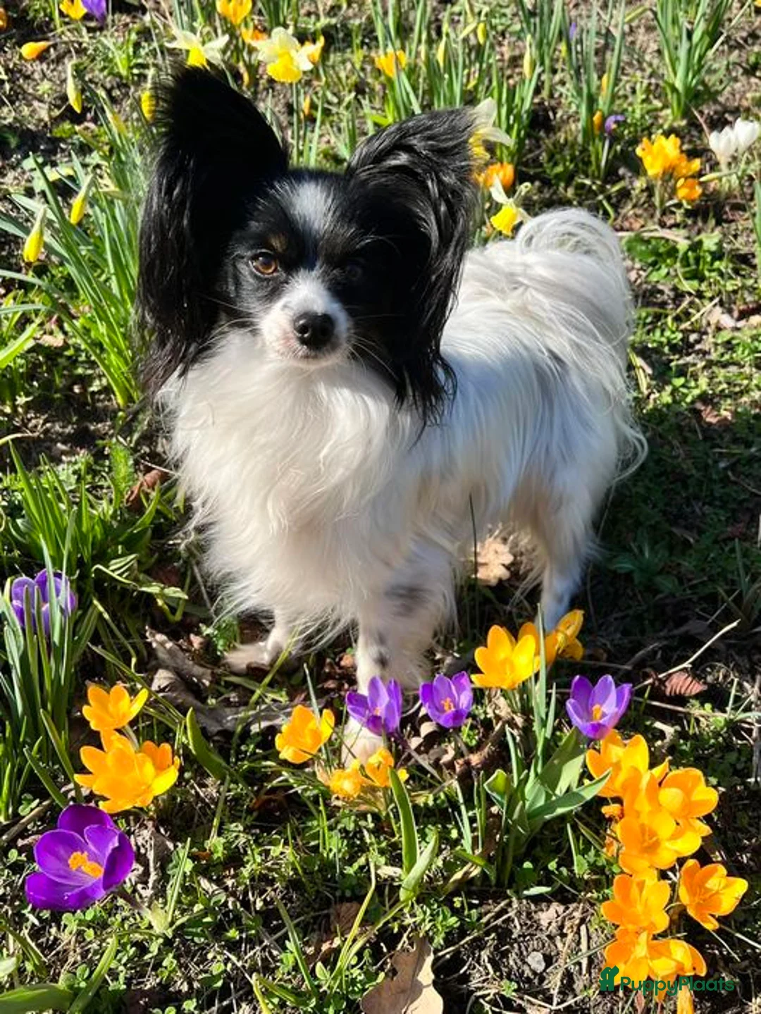 Vlinderhondje honden te koop: Papillon (vlinderhondjes) met FCI stamboom - Advertentie 12