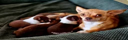 Chihuahua honden te koop: Raszuivere Chihuahua pups reutjes - Advertentie 14