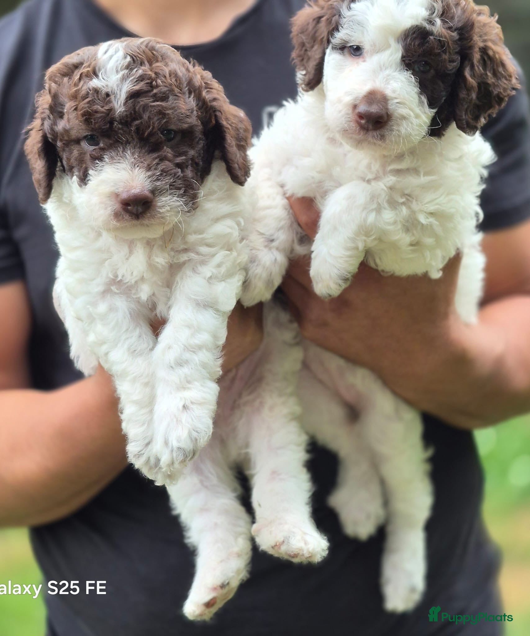 Lagotto Romagnolo honden Italiaanse waterpuppy's - Advertentie 2