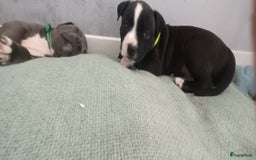 American Staffordshire Terriër honden te koop: beautiful Puppies for sale   - Afbeelding 2