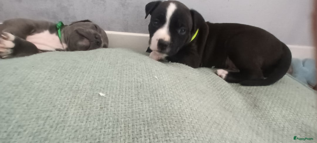 American Staffordshire Terriër honden te koop: beautiful Puppies for sale   - Afbeelding 2