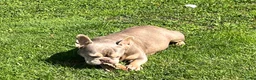Franse Bulldog honden te koop: Franse Bulldog pups Lionheart Bloodline  - Advertentie 9