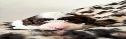 Labradoodle honden te koop: Nog 4 Mini Labradoodle pups beschikbaar.  - Advertentie 4