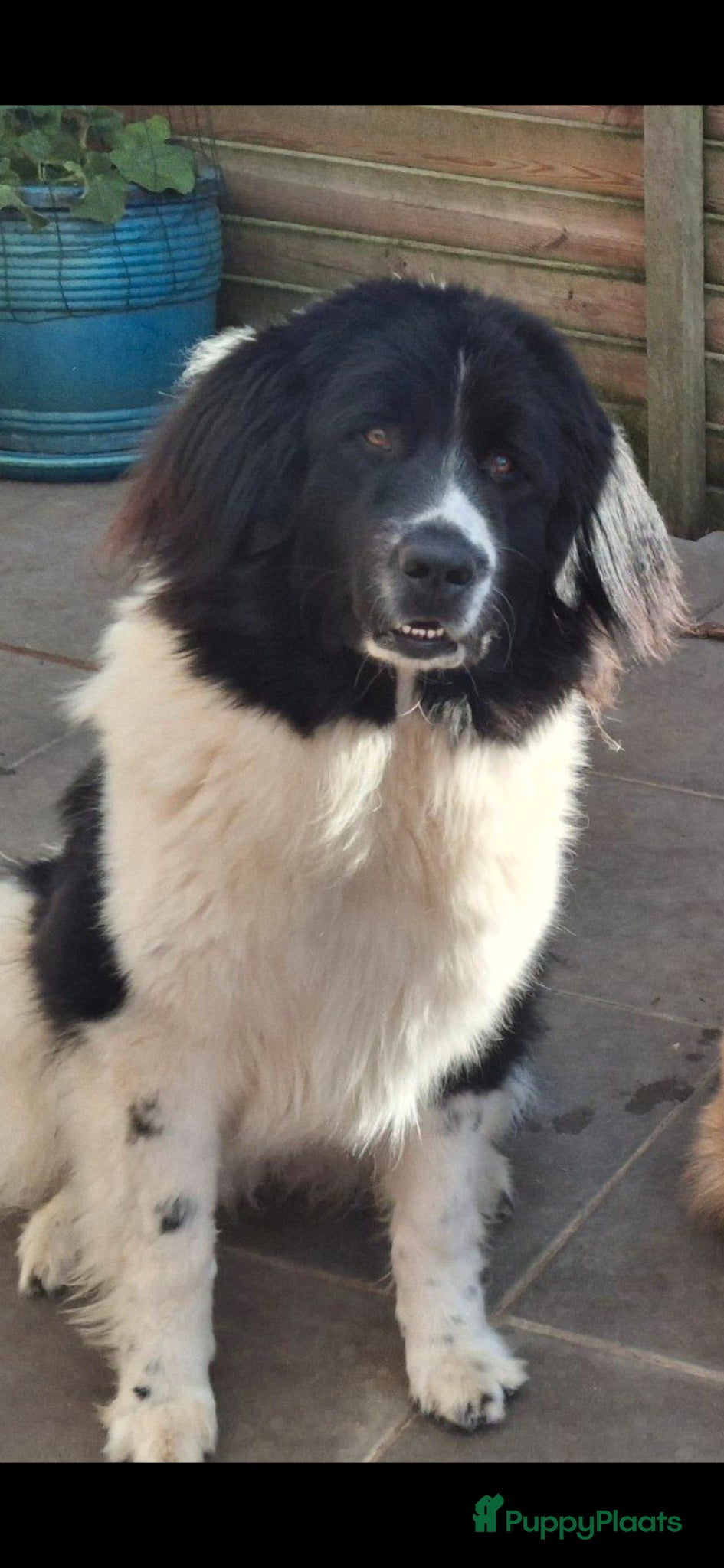 Landseer ECT honden Landseer pup  - Advertentie 1