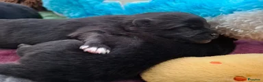 Pomeriaan Puppy 3