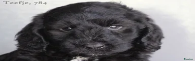 Cockapoo 6