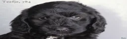 Cockapoo honden te koop: Knappe Cockapoo pups - Advertentie 17