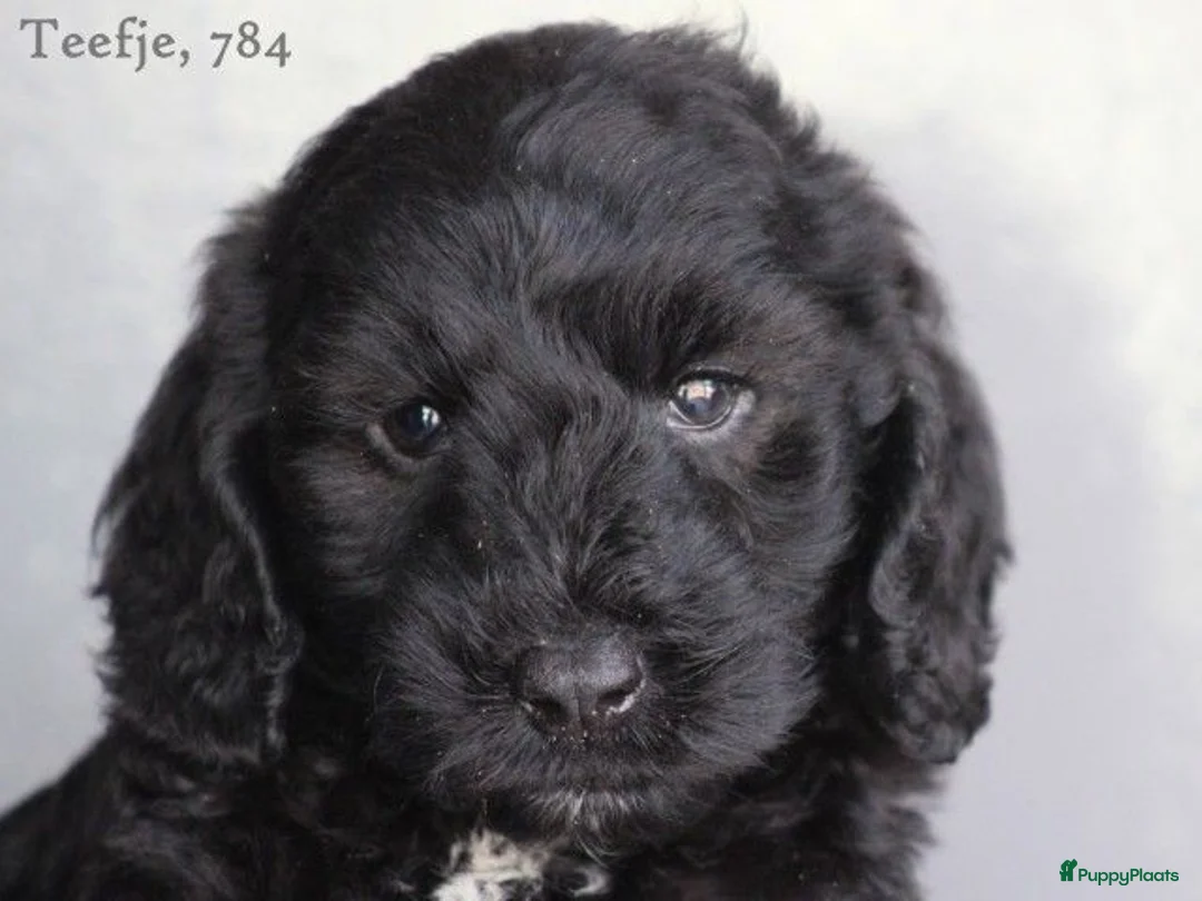 Cockapoo honden te koop: Knappe Cockapoo pups - Advertentie 17