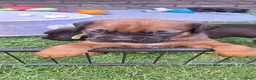 Kruising honden te koop: Unieke leuke kruising boxador x boxer pups - Advertentie 4
