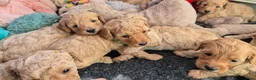 Cockapoo honden te koop: Kleine maat cockapoo pups - Advertentie 3