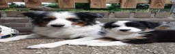 Australian Shepherd honden te koop: Stamboom pups verwacht! - Advertentie 3