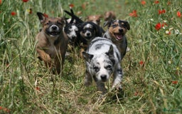 Australian Shepherd honden te koop: Kruising Aussi pups  - Afbeelding 1