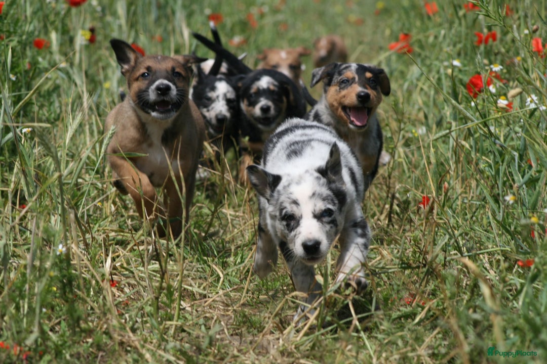 Australian Shepherd honden te koop: Kruising Aussi pups  - Afbeelding 1