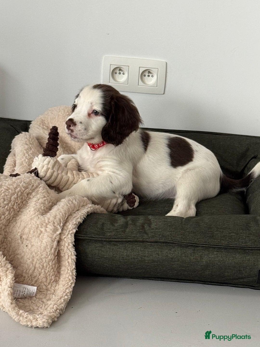 Engelse Springer Spaniel honden te koop: Lieve pup zoekt warm nest - Advertentie 1