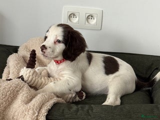 Engelse Springer Spaniel honden Lieve pup zoekt warm nest - Advertentie 12