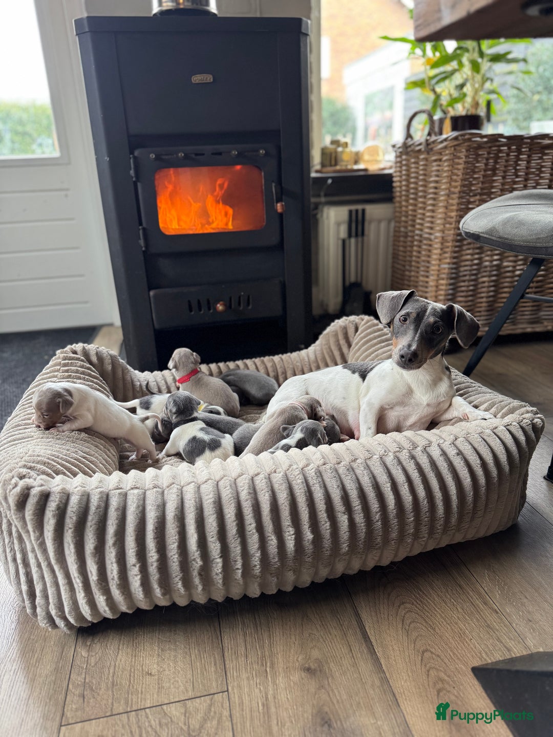 Jack Russel Terriër honden te koop: Jack russel pups - Advertentie 17