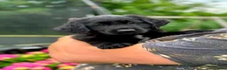 Goldador honden te koop: Prachtige lieve pup! in Westergeast - Advertentie 5