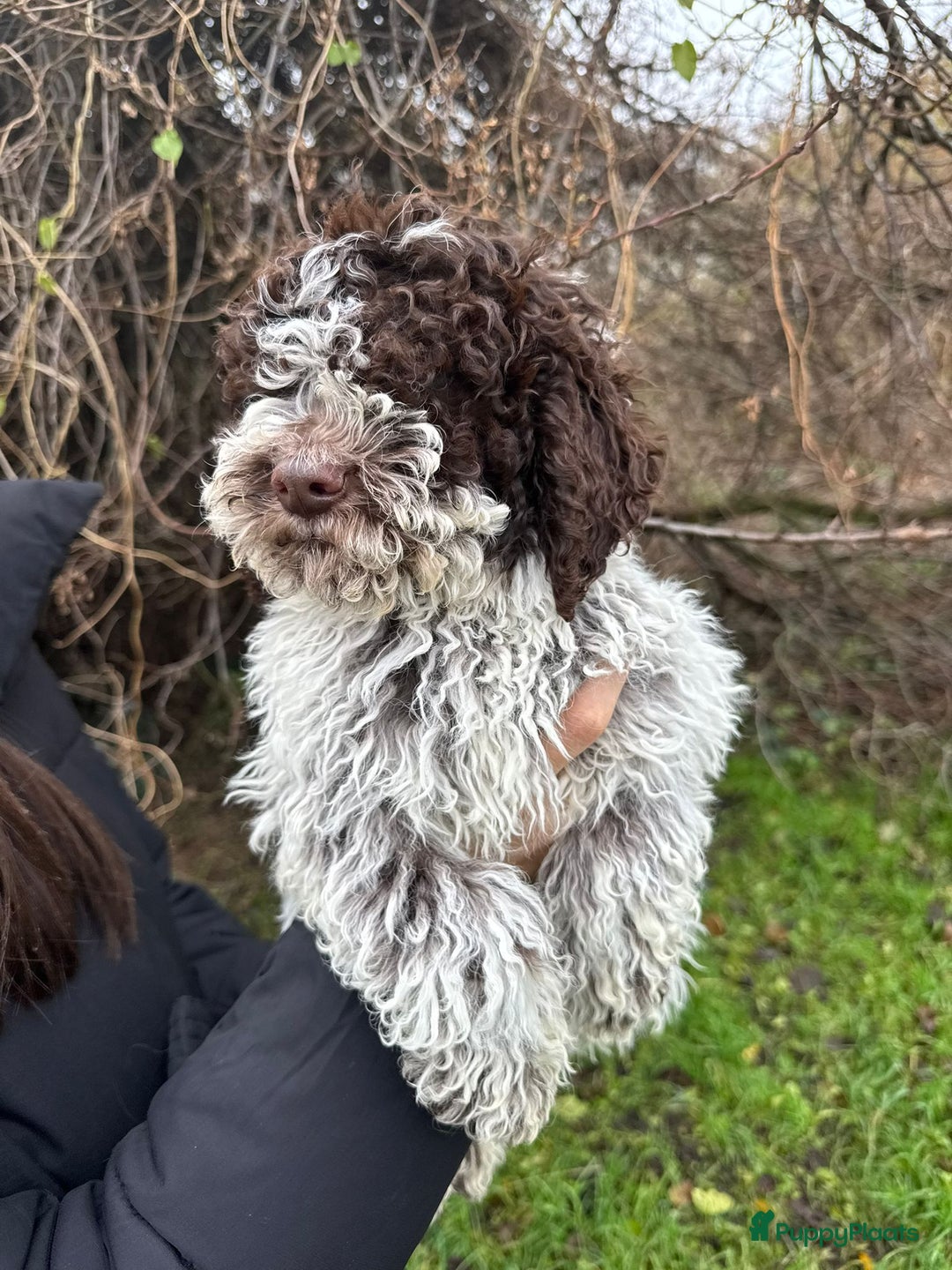 Lagotto Romagnolo honden te koop: Lagotto Romagnolo pups - Advertentie 8