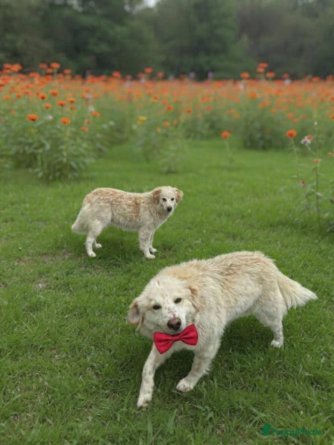 Kruising honden Deze italiaanse zusjes zoeken baasjes - Advertentie 2