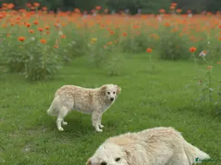 Kruising honden Deze italiaanse zusjes zoeken baasjes - Advertentie 2