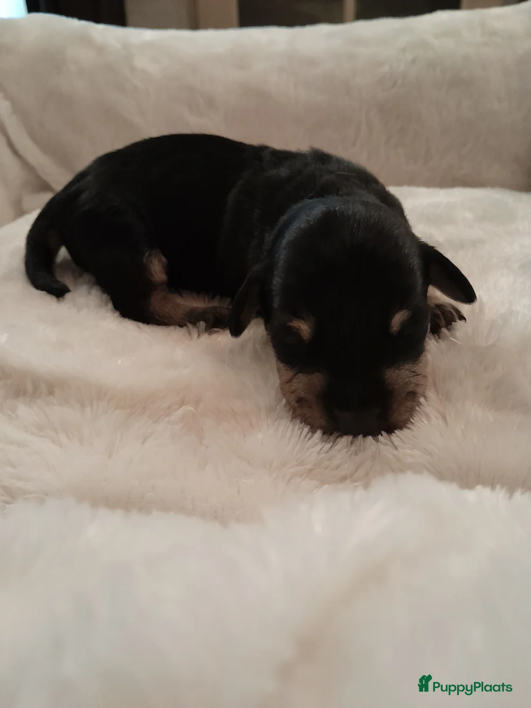 Cesky Terriër honden te koop: Ceskyterriër pups in Huizen - Advertentie 2