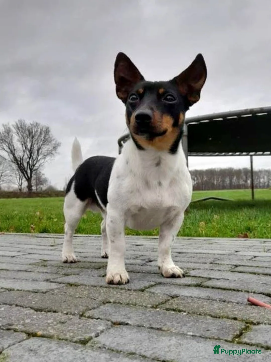 Jack Russel Terriër honden te koop: 4 Jack Russel pups: Black and Tan + Driekleurig 🐶 - Advertentie 20