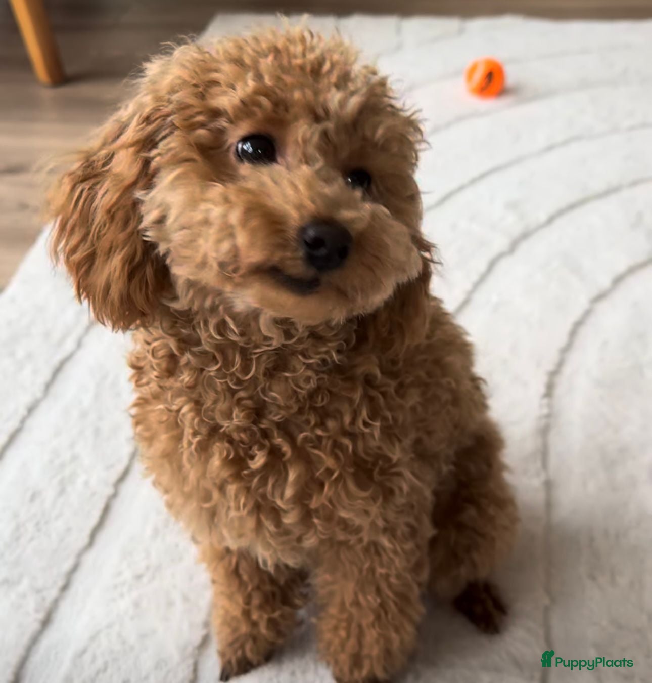 Poedel Toy honden Toy Poedel Teefje Apricot/8 Maanden - Advertentie 2