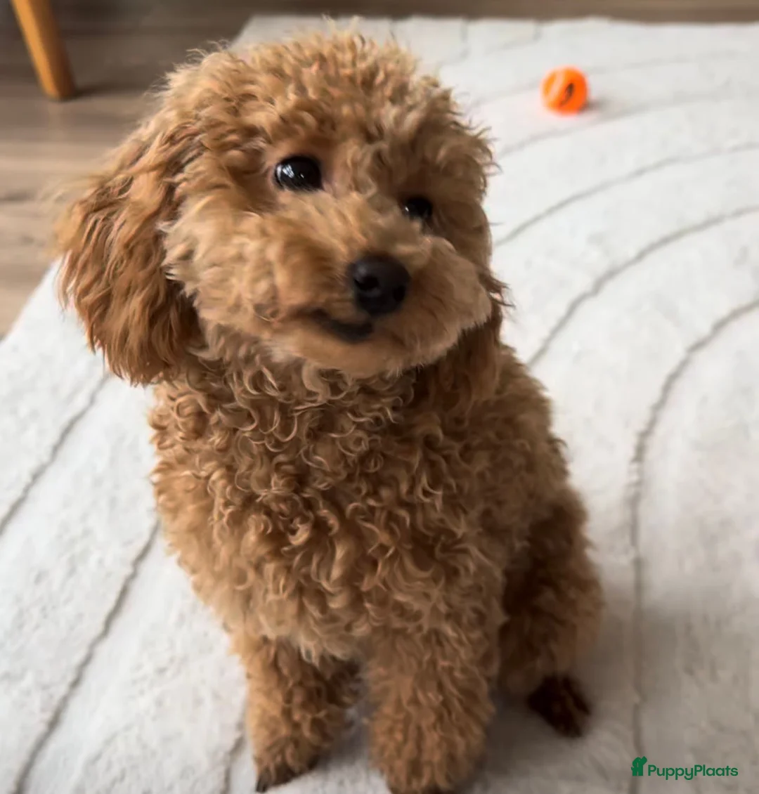 Poedel Toy honden te koop: Toy Poedel Teefje Apricot/8 Maanden - Advertentie 2