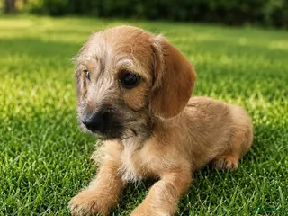 Kruising honden Super lieve en sociale pupjes mogen verhuizen - Advertentie 15