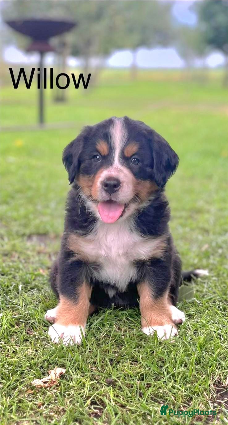 Berner Sennenhond honden Berner sennen pups - Advertentie 5