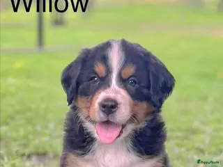 Berner Sennenhond honden Berner sennen pups - Advertentie 5