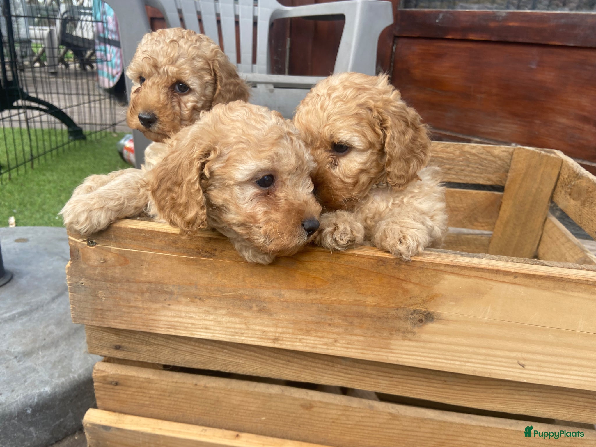 Kruising honden dwergpoedel pups abrikoos en zwart - Advertentie 1