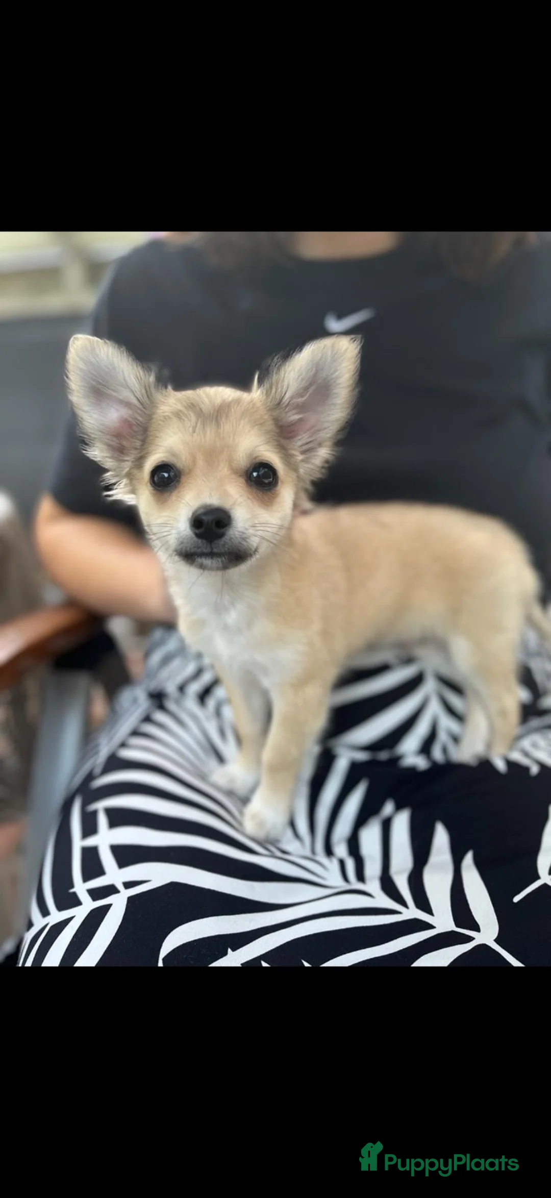 Chihuahua honden ter dekking: Dekreu  - Advertentie 4