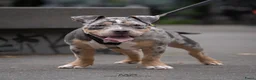 Amerikaanse Bully honden ter dekking: American Bully pocket dekreu  - Advertentie 15