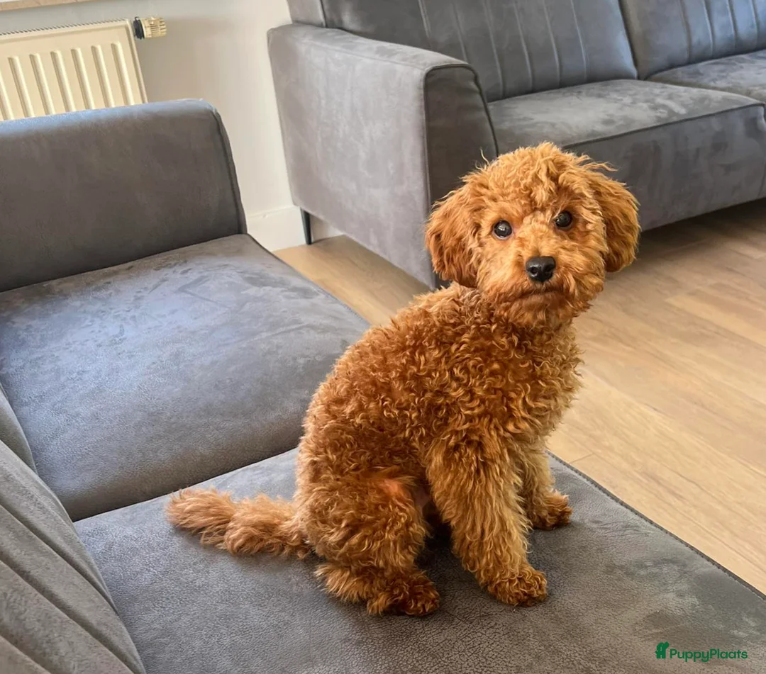 Dwergpoedel honden ter dekking: rode dwergpoedel dekreu (NIET te koop) in Budel - Advertentie 7