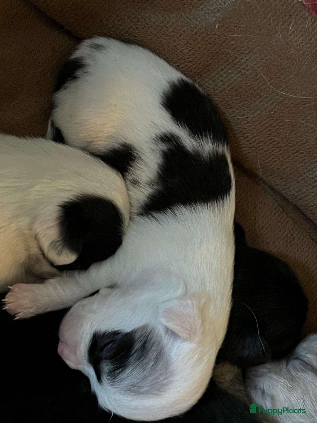 Chihuahua honden te koop: Mooie en lieve langhaar chihuahua. - Advertentie 4