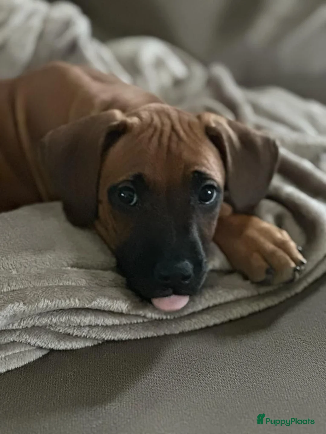 Galerij afbeelding {{count}}