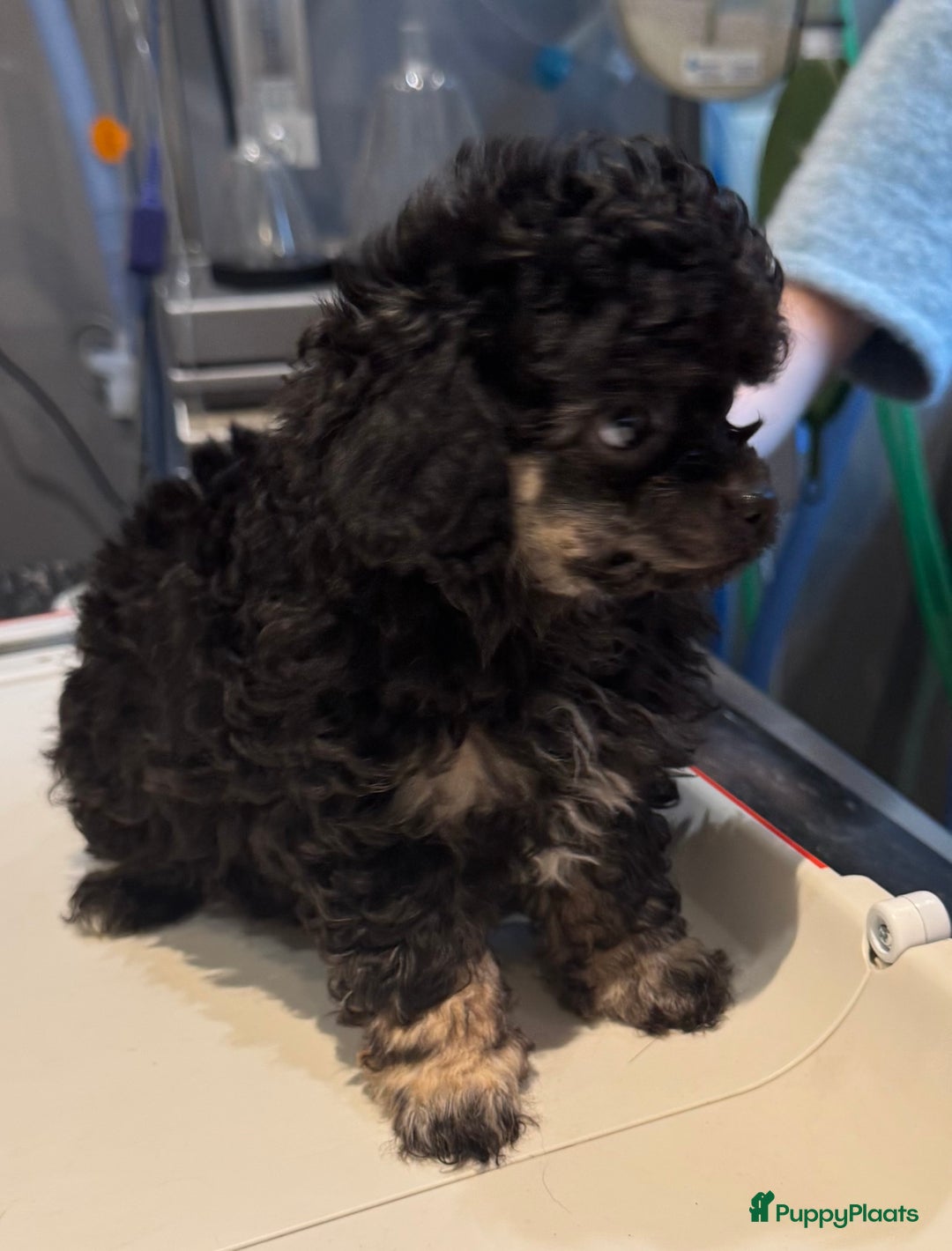 Poedel Toy honden te koop: Toy poedels  - Advertentie 21