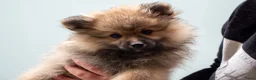 Kruising honden te koop: 4 Prachtige Keeshond/Pomeriaan pups (Oranje-Sabel) in Den Haag - Advertentie 6