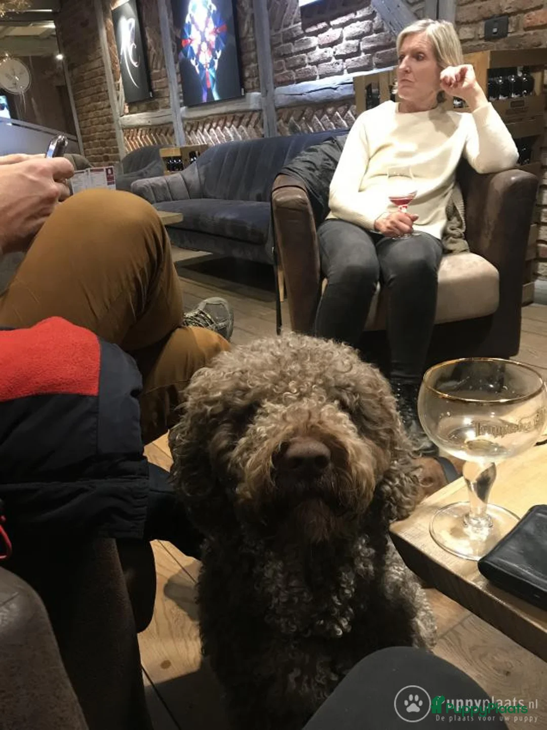 Spaanse Waterhond honden ter dekking: Spaanse Waterhond James in Zaamslag - Advertentie 2