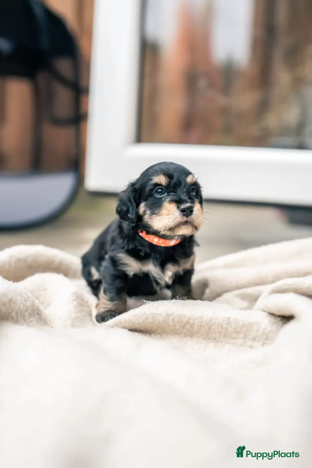 Kruising honden te koop: ✨🐾Teckel X maltezer🐾✨ - Advertentie 1
